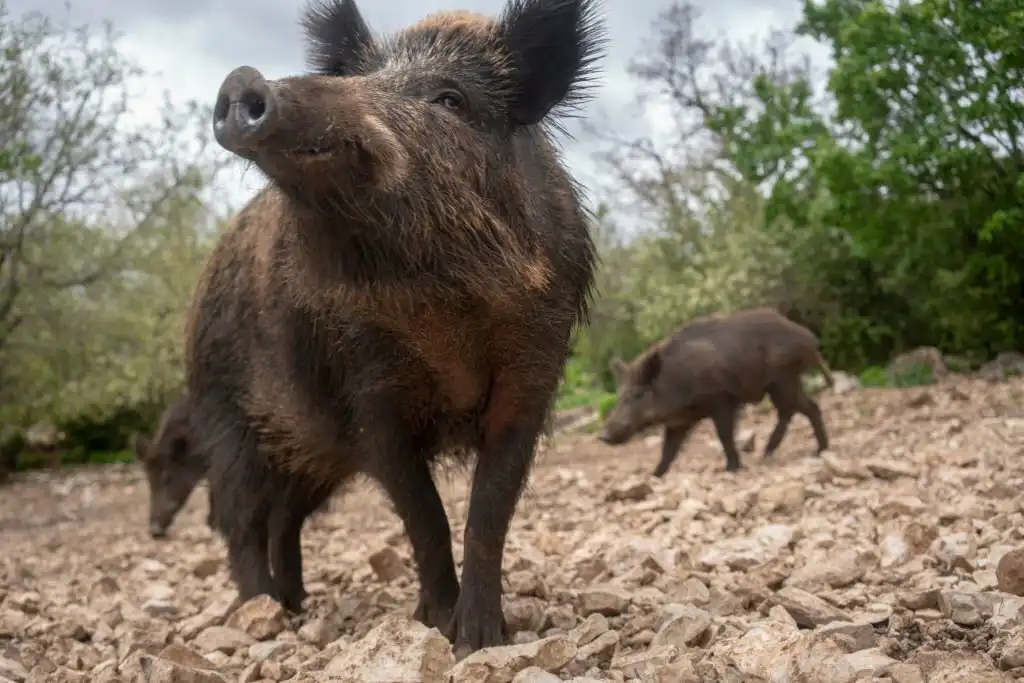 Are Wild Pigs Huntable on Catalina Island