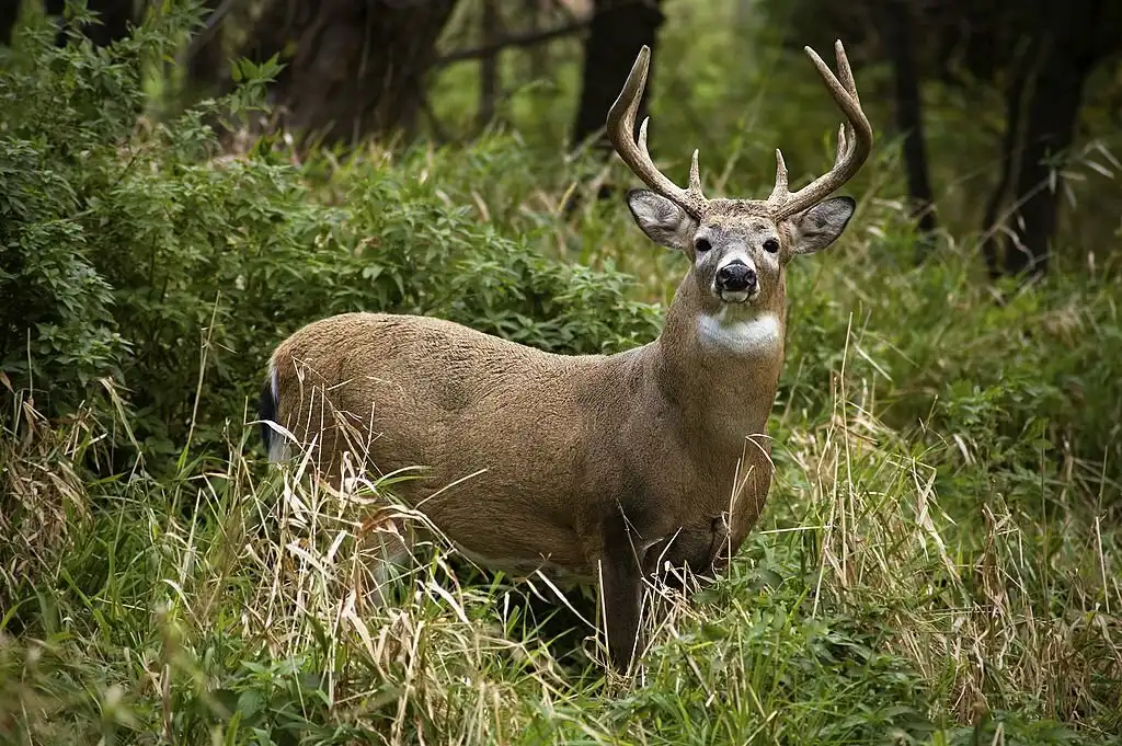 Deer Hunting on Catalina Island