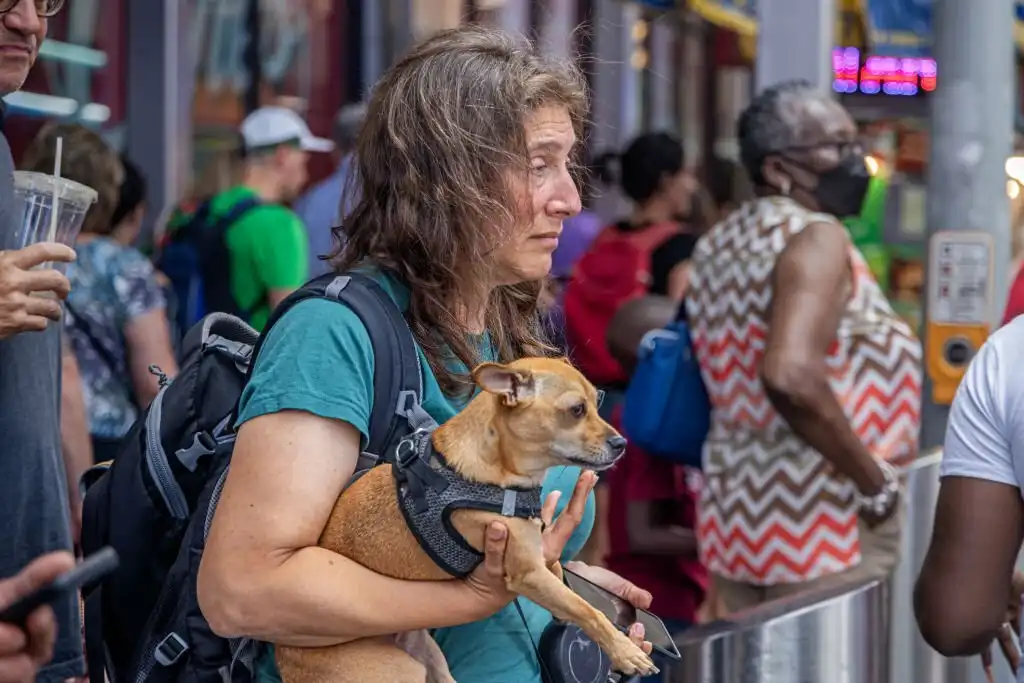 Is Catalina Island Dog Friendly