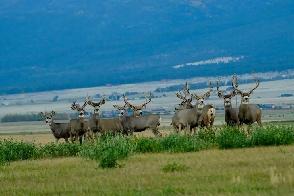 Mule Deer Hunting on Catalina Island