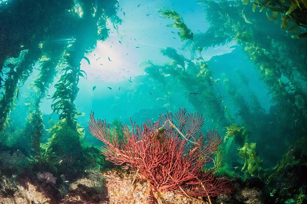 Picture shows the underwater landscape at Catalina Island