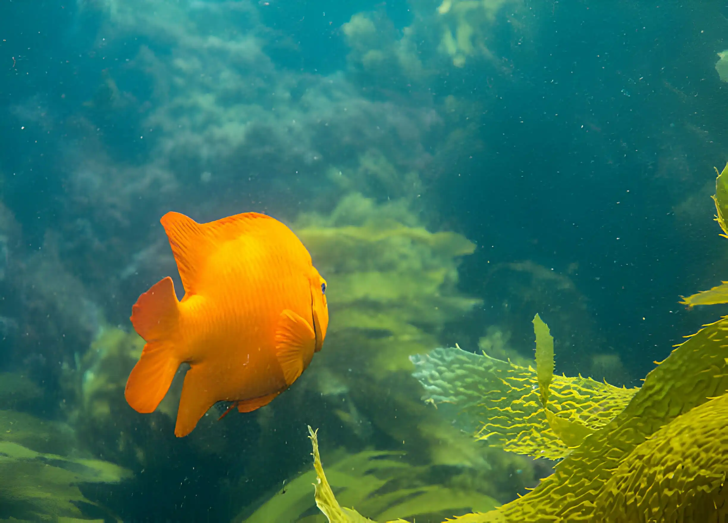 Snorkeling on Catalina Island