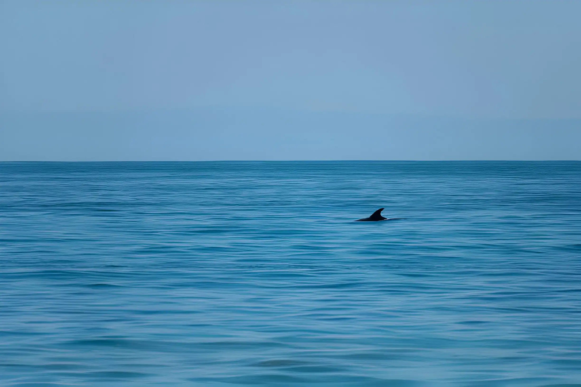 whale watching catalina island