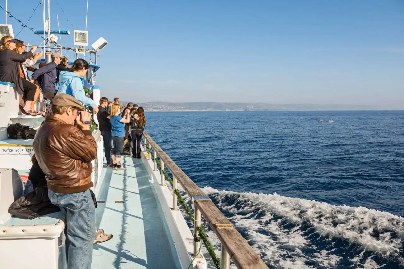 whale watching catalina island