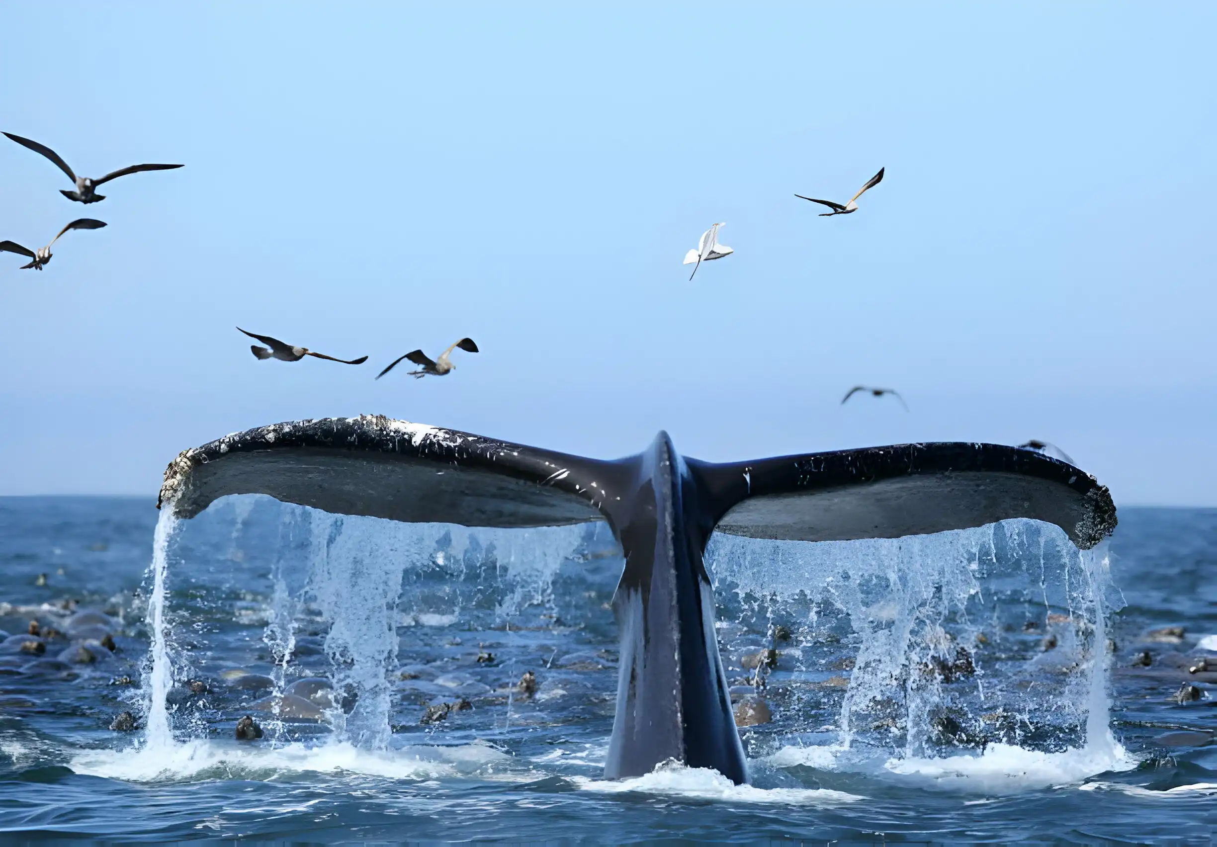 Whale watching catalina island