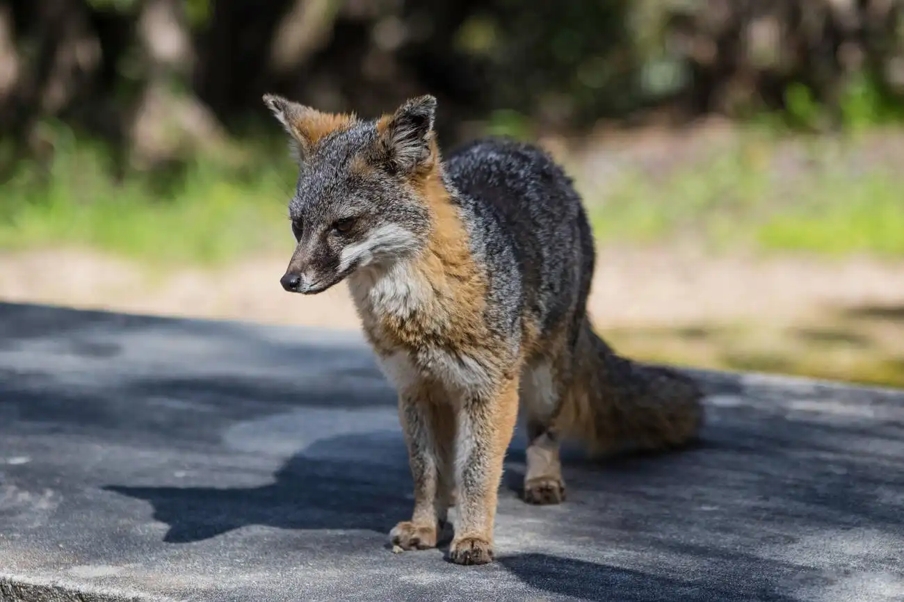 Catalina Island Conservancy