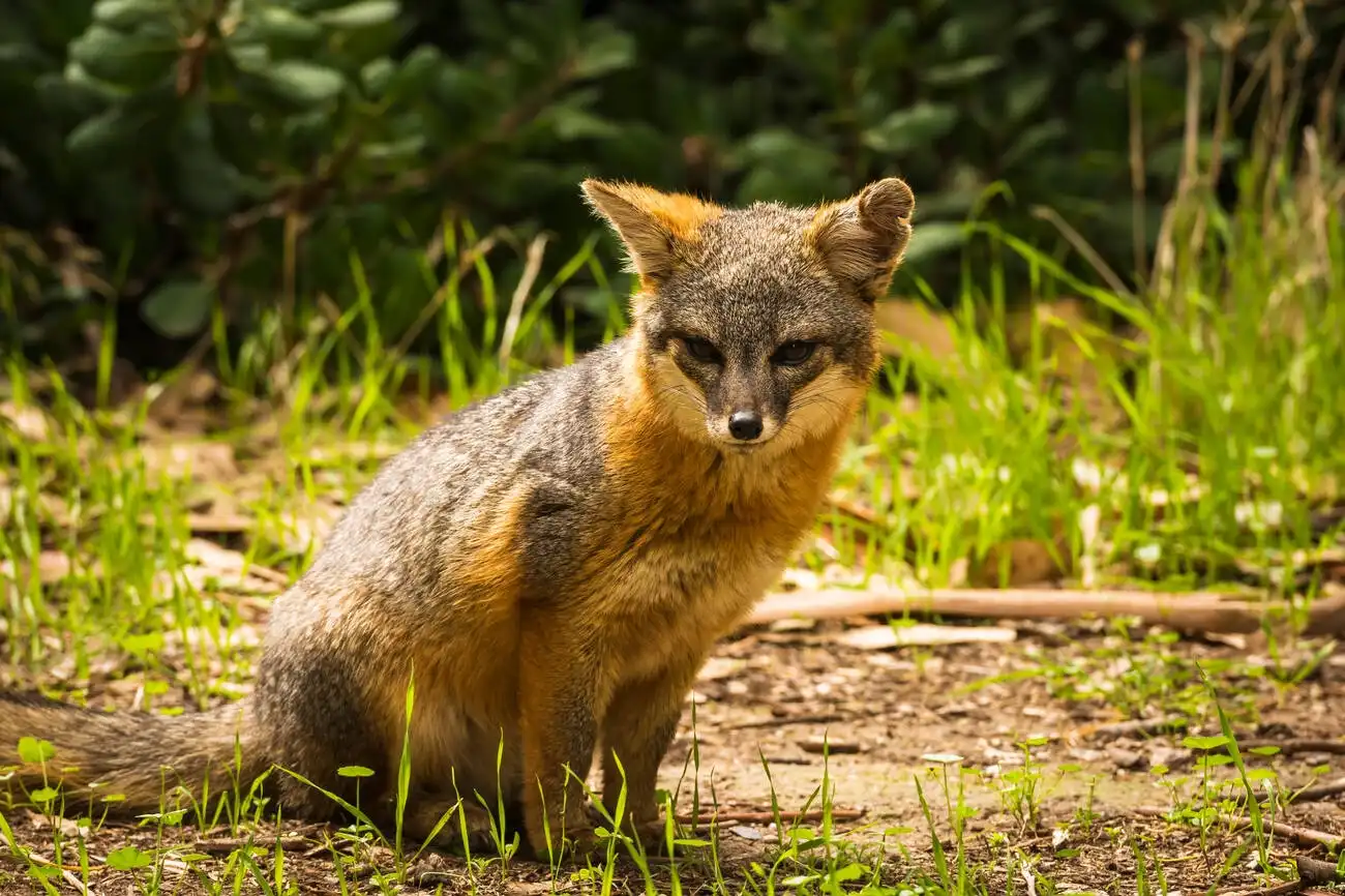 Dangerous animals on Catalina Island