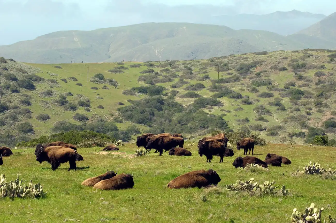 Catalina Island Conservancy