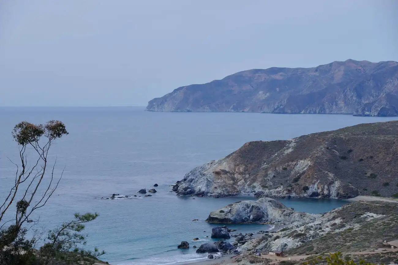 Dangerous animals on Catalina Island