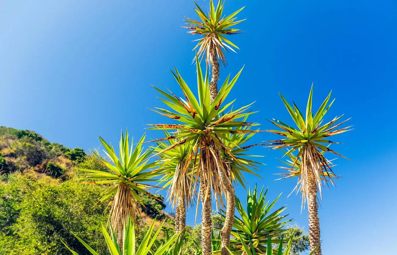 Catalina Island Conservancy