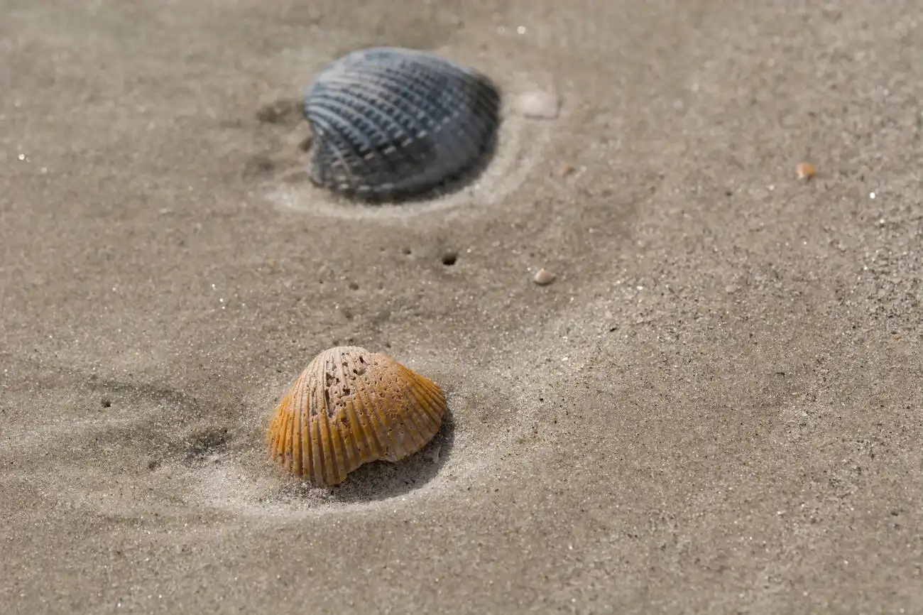 Where is Daufuskie Island?