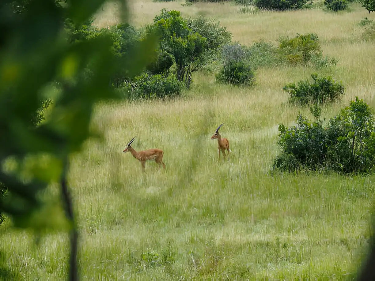 The Daufuskie Island Conservancy