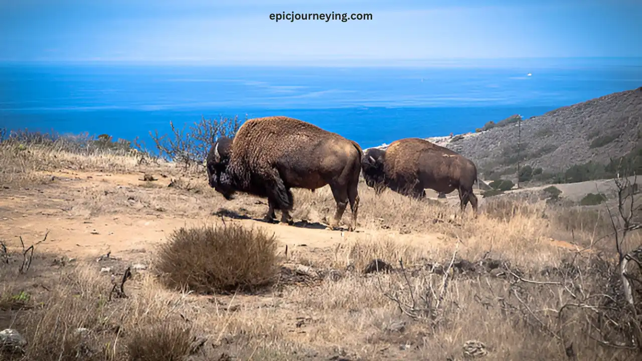 Santa Catalina Island Ecology and Wildlife