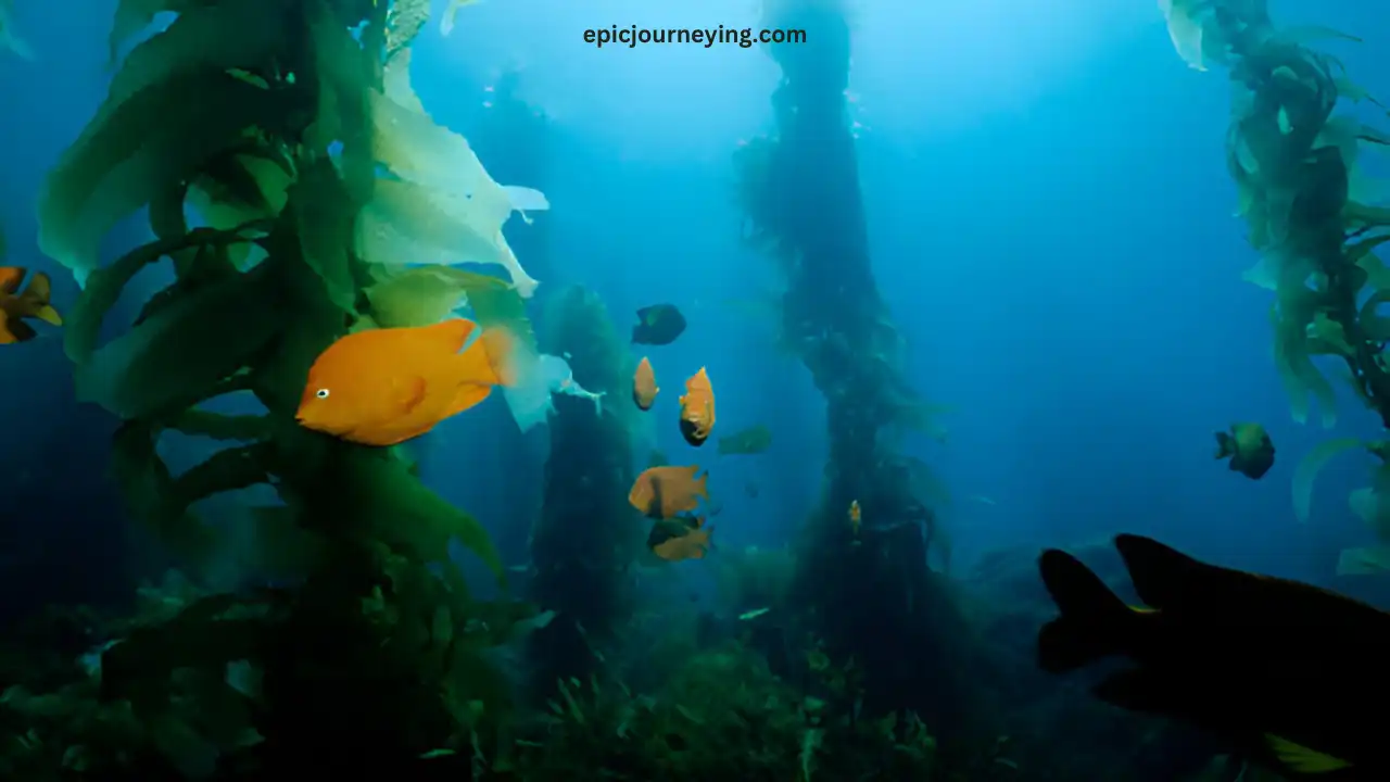 Santa Catalina Island Ecology and Wildlife